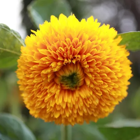 Lucciola Lejlighed Stresa