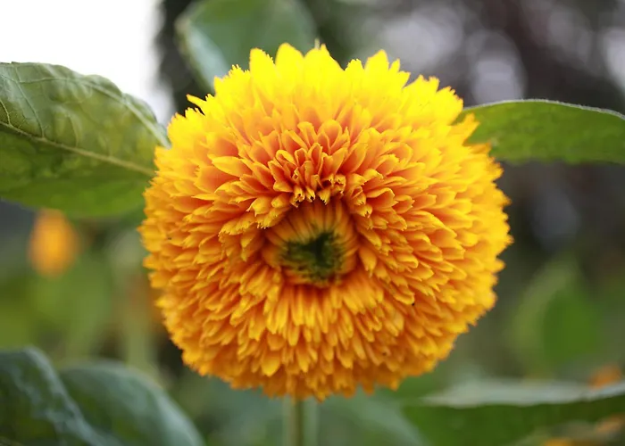 Lucciola Appartement Stresa